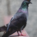4D8A1771.jpg
