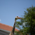 4D8A0989.jpg