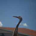 4D8A0990.jpg