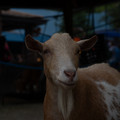 4D8A1186.jpg